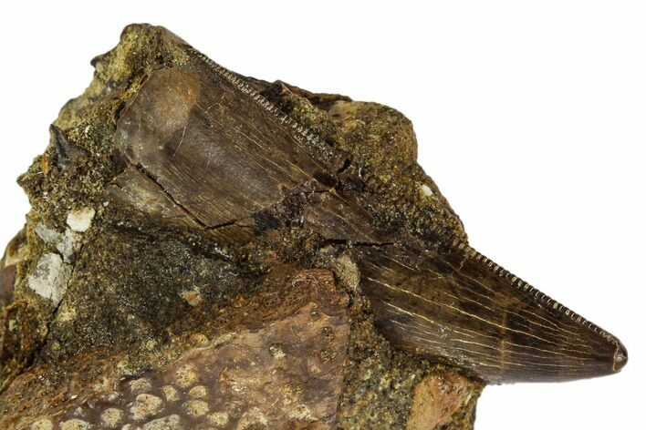 Tyrannosaur Tooth With Crocodile Scute - Judith River Formation #108095
